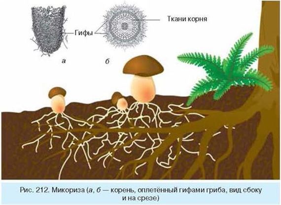 Что называют грибницей ответ