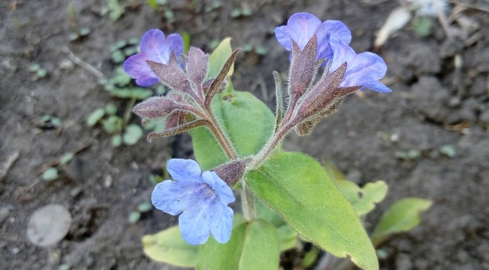 Lungwort - My, Lungwort, Spring