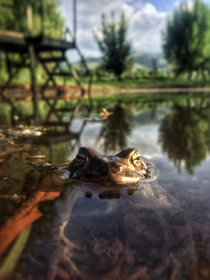 Not a prince, alas. - My, The photo, Photo on sneaker, Nature, Animals, Amphibians, Mobile photography, Frogs