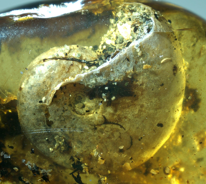 Ammonite in amber - Paleontology, The science, Ammonite, Amber, Inclusion, Copy-paste, Elementy ru, Longpost