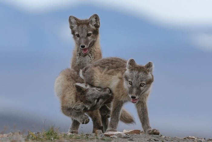 Complicated story - The photo, Animals, Arctic fox, Young, Milota