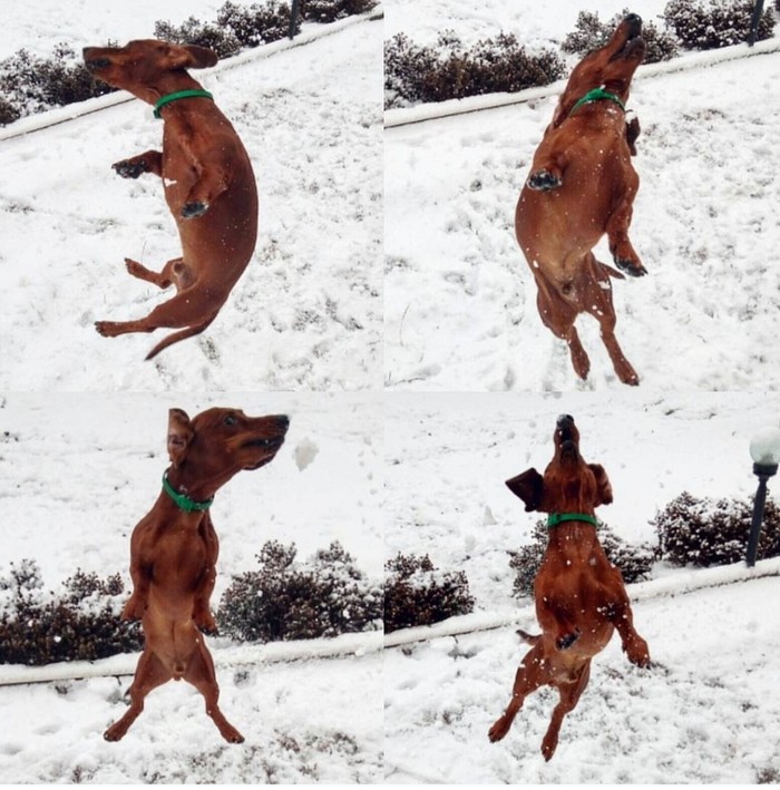 Как сосиски колбасятся