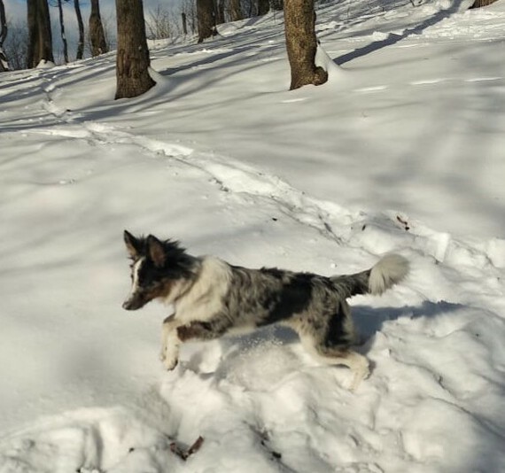 A little daily happiness. - My, Dog, Border Collie, Walk, Milota, Longpost