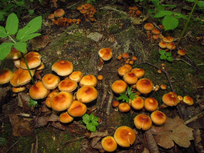 Not those mushrooms - My, Mushrooms, Honey mushrooms, Summer, Подмосковье