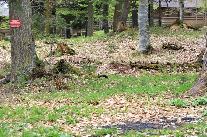 At the weekend in the village of Arkhyz KCHR - My, Arkhyz, , The photo, Nature, Caucasus, Family, Forest, Squirrel, Longpost