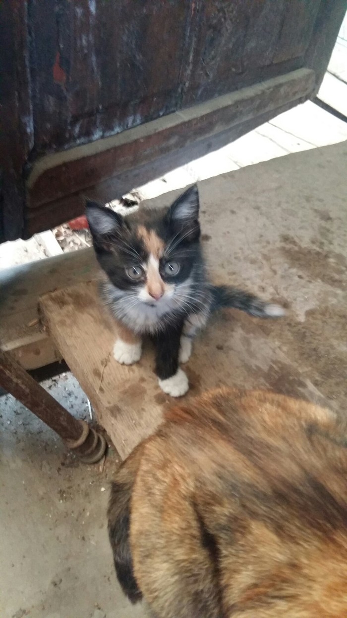 Cat children are looking for a home (Ivanovo) - My, In good hands, Ivanovo, Longpost, Kittens, cat, No rating