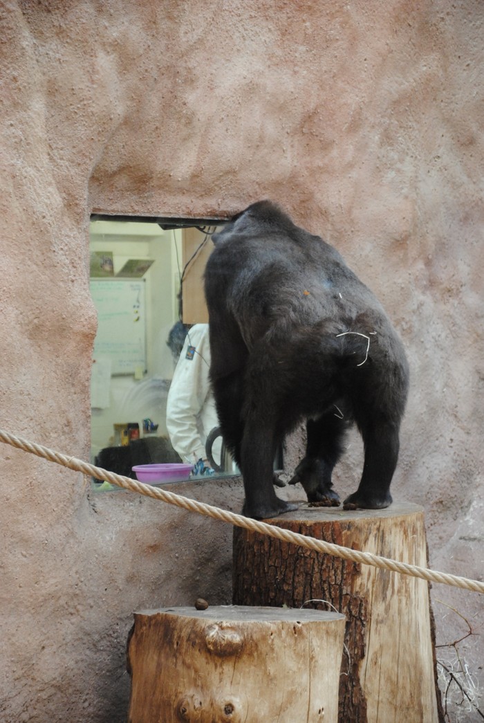 Beer!!! - My, Prague Zoo, Animals, Gorilla, The photo, Beer, Longpost