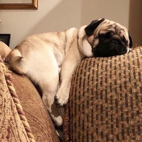 My plans for this weekend... - My, Pets, Pug, Time to sleep, Eat, Longpost, Dog