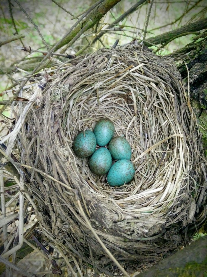 From the history of one nest. - My, Birds, Nest, Fieldfare, Eggs, Ornithology, Nature, Forest, Longpost