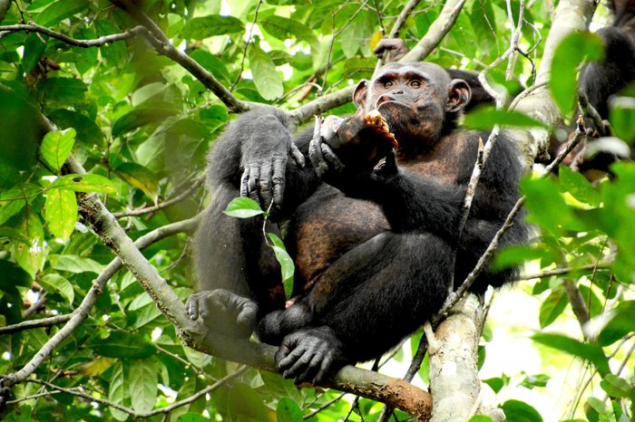 Chimps Gabon chimpanzees know how to stab turtles Gabon chimpanzees know how to stab turtles - The science, Chimpanzee, Zoology, Ethology, Copy-paste, Elementy ru, Longpost