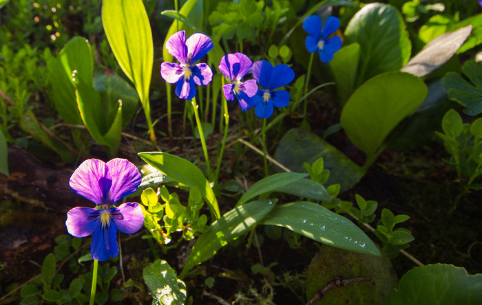 К чему привели наши эксперименты Ергаки, Фотография, Активный отдых, Отдых на природе, Отдых в России, Длиннопост, Горы