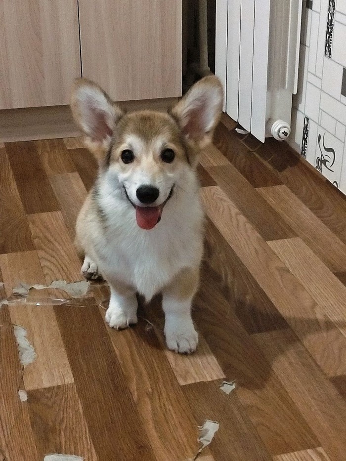 Has your dog started renovations? - My, , Dog, Corgi, Repair, Pet, Pets