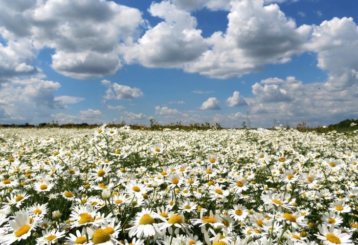 I am looking for a chamomile field in the suburbs!!! - Romance, Love, beauty, Relationship, The photo, Surprise, Search, Chamomile