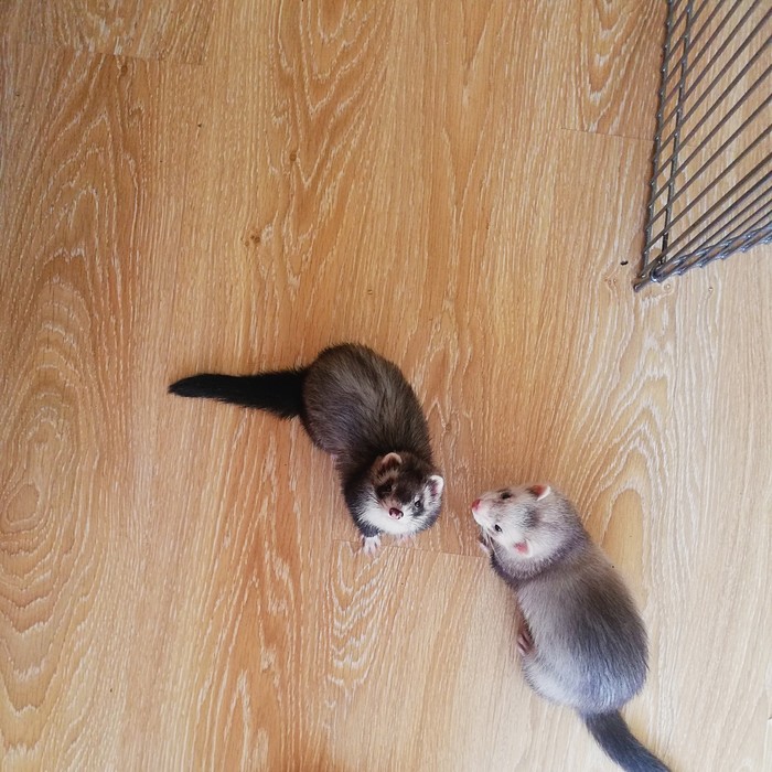 Усатая банда