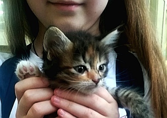 Kittens looking for a home - Moscow, Podolsk, Kittens, cat, No rating, In good hands, Good league, Help, Longpost, Helping animals