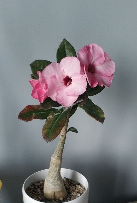 Adenium - desert rose - My, Adenium, Flowers, Succulents, Collection, Longpost