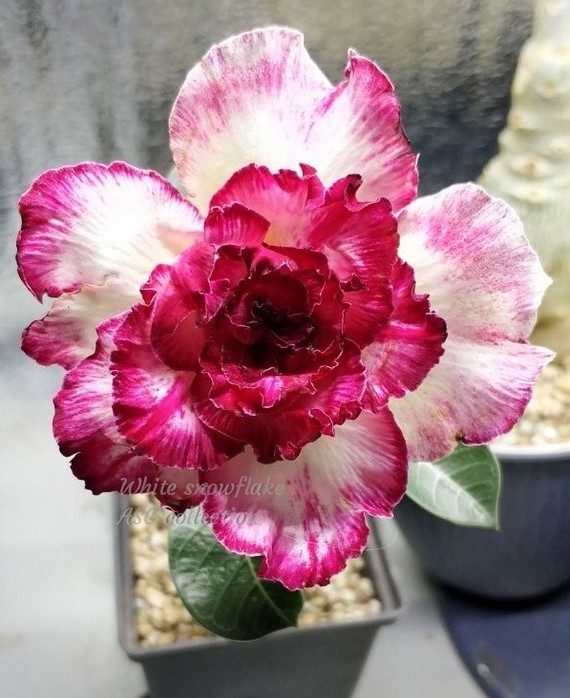 Adenium - desert rose - My, Adenium, Flowers, Succulents, Collection, Longpost