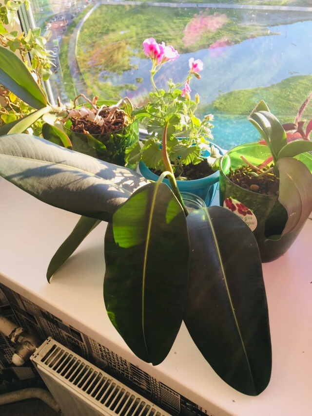 What's wrong with the flower - My, Houseplants, No rating, Help, Ficus, Longpost