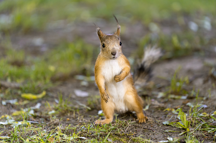 Squirrel - My, Sony alpha, Squirrel, The photo, Animals