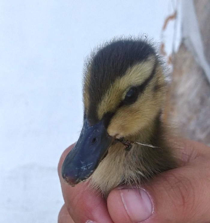 Duckling found. I'm looking for advice from those in the know. - Ducklings, Care and maintenance, What to do, Need advice, No rating