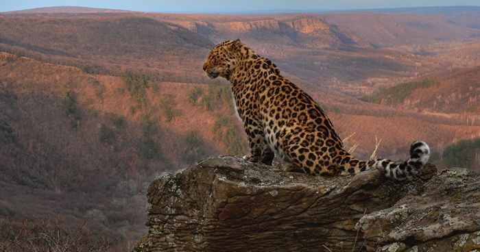 Far Eastern leopard Primorsky Krai - Primorsky Krai, Land of the Leopard, The photo, Leopard, Nature, Hills, Wild animals