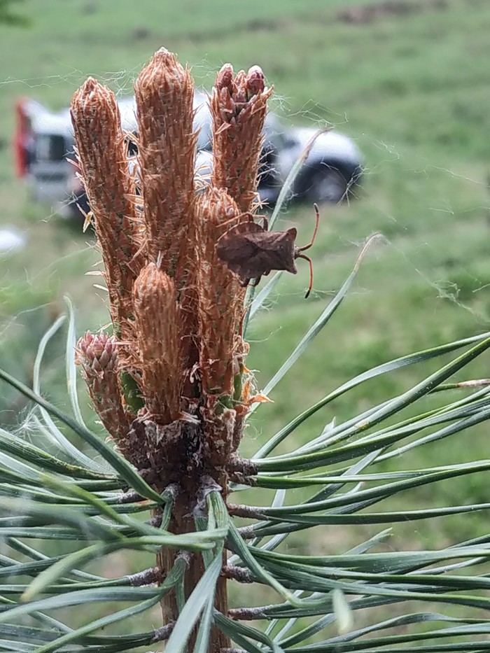 Forest bug. (Photo with aroma) - My, Bedbugs, Forest