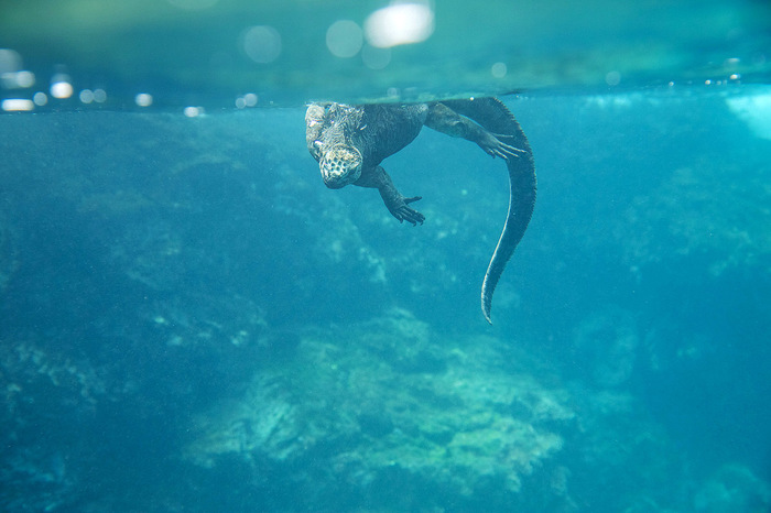 What's under the water? - My, Snorkeling, Underwater world, Underwater photography, The photo, Longpost