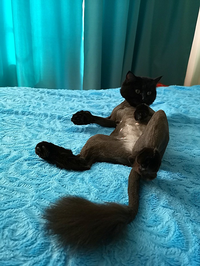 Кхаджит задумался