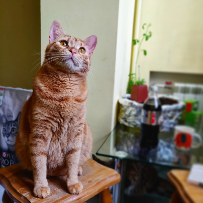 Ginger - cat, Longpost, My, Catomafia