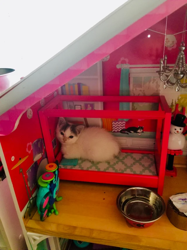 My 6 year old niece has a kitten and of course she sleeps in her dollhouse. - Dollhouse, cat, Pets