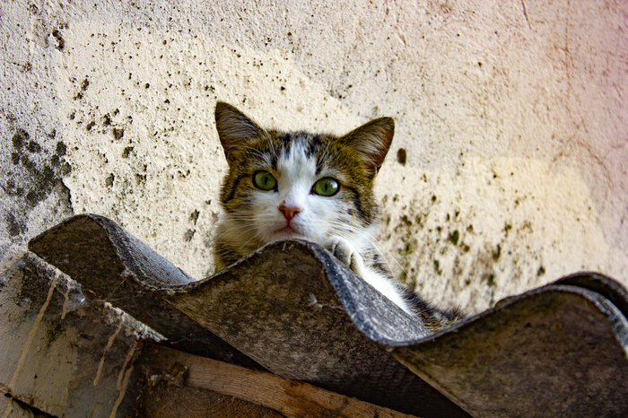 street cats - Catomafia, Longpost, cat