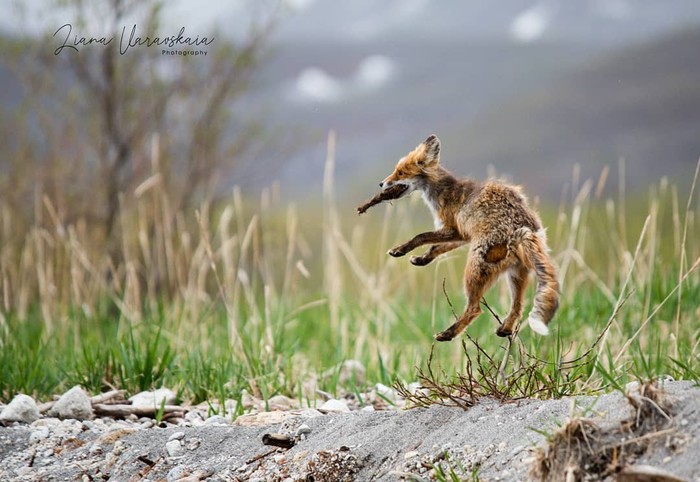 Fox with high jumping ability - The photo, Animals, Fox, Bounce, Liana of Baraba