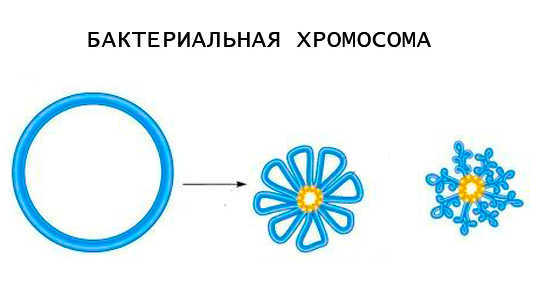 Кроме Кощея есть кто-нибудь еще бессмертный? - Хромосомы, Бессмертие