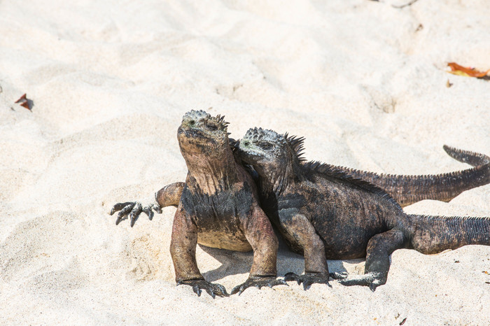 Perhaps this is love. - My, Galapagos Islands, Iguana, The photo, Love