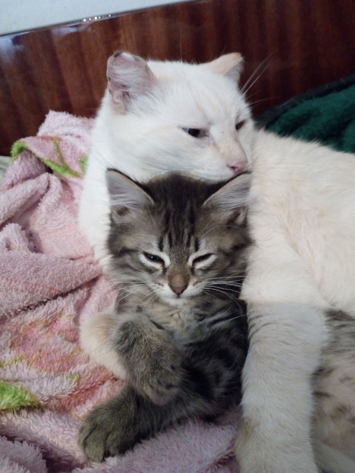 Leo and Lukerya - My, cat, Small, Family, Hugs, Equanimity