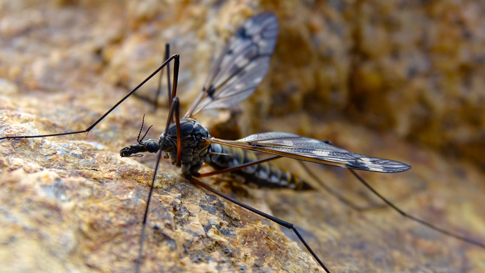 Nightmare - The photo, Entomology, Macro photography, Biology, Macro, My, Insects