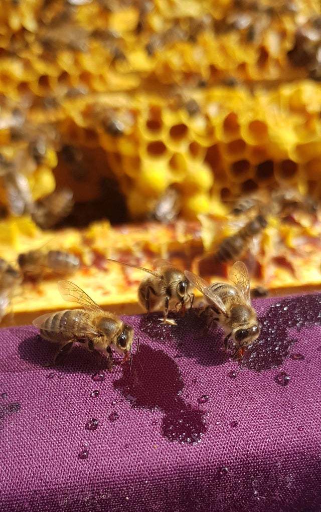 cute bees - Bees, Beekeeping