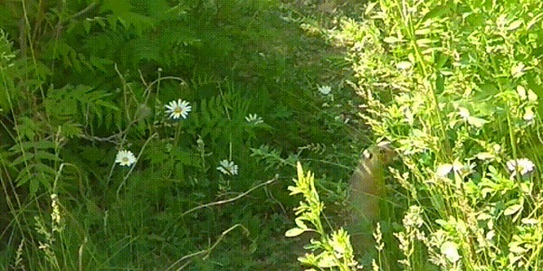 Застукали Суслик, Голод, Ромашки, Застукали, Гифка