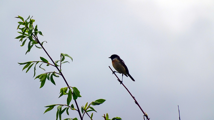 Siberian black-headed coinage - Biology, Ornithology, Birds, My, Animals, The photo