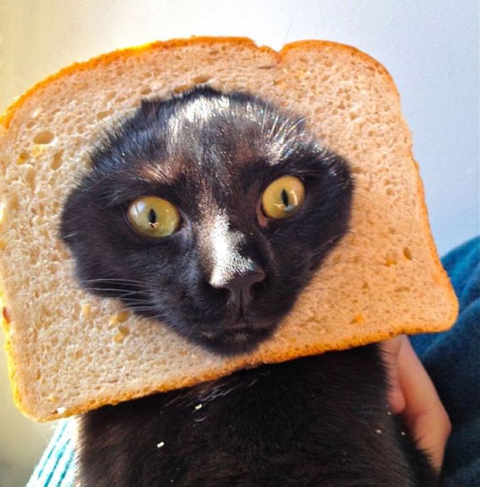 Sandwich with a cat - , cat, Bread, A sandwich, Longpost