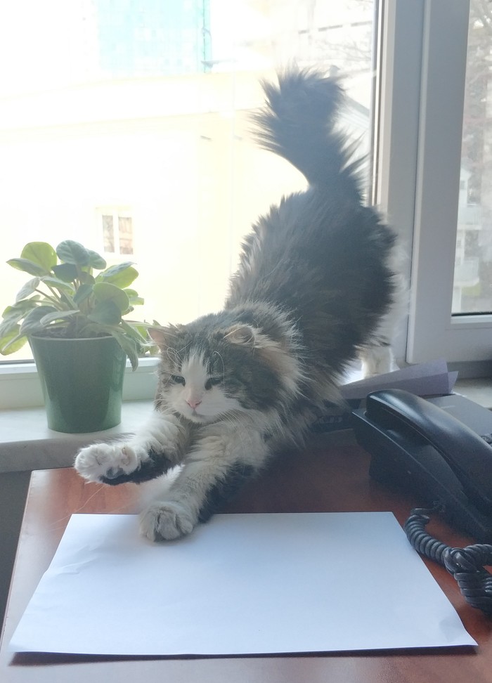 office cat - My, cat, Office