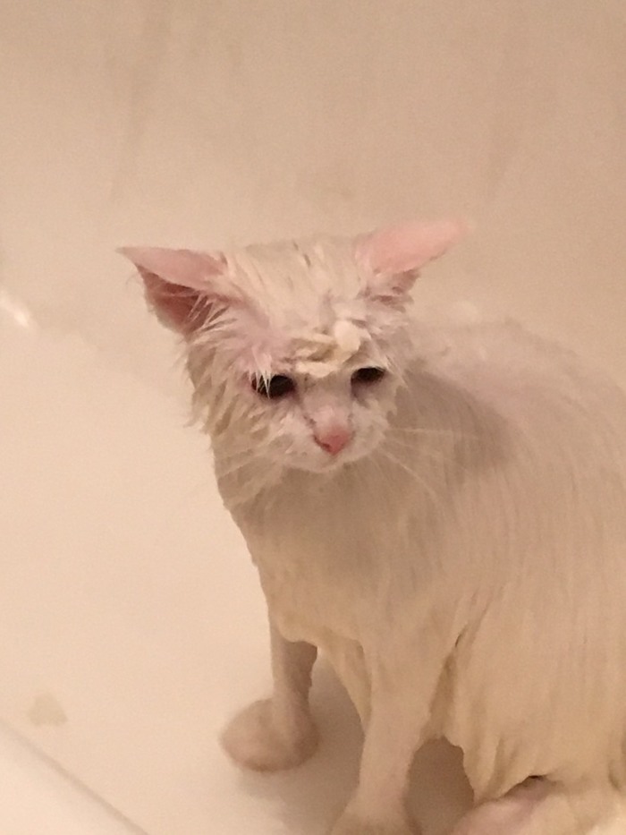 Wet pussy or Saturday is a bath day. - My, cat, Bath day, Snow, Longpost