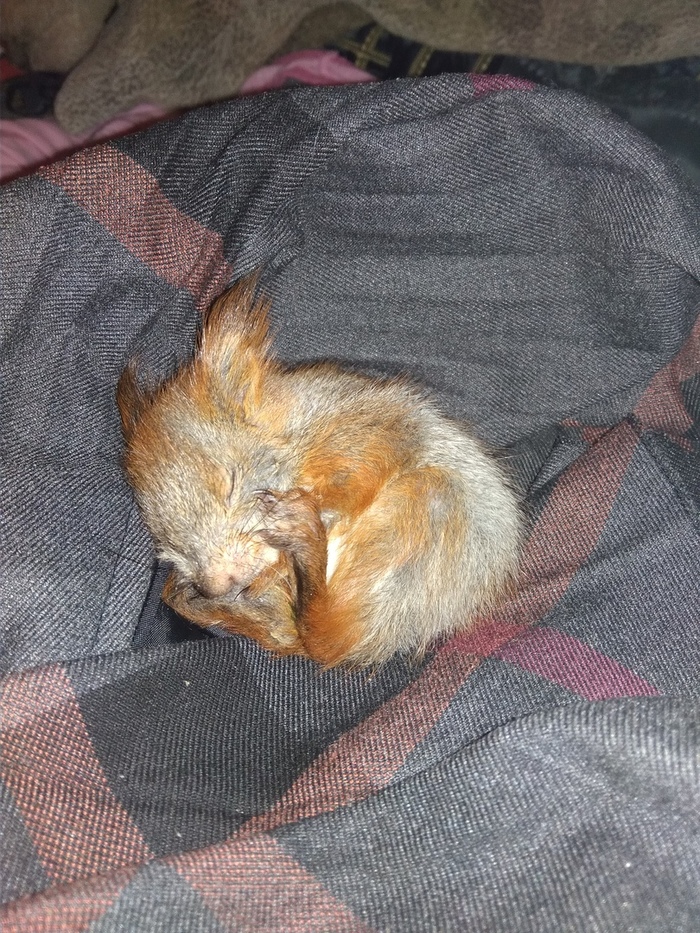 Белка в доме. Прелести содержания.