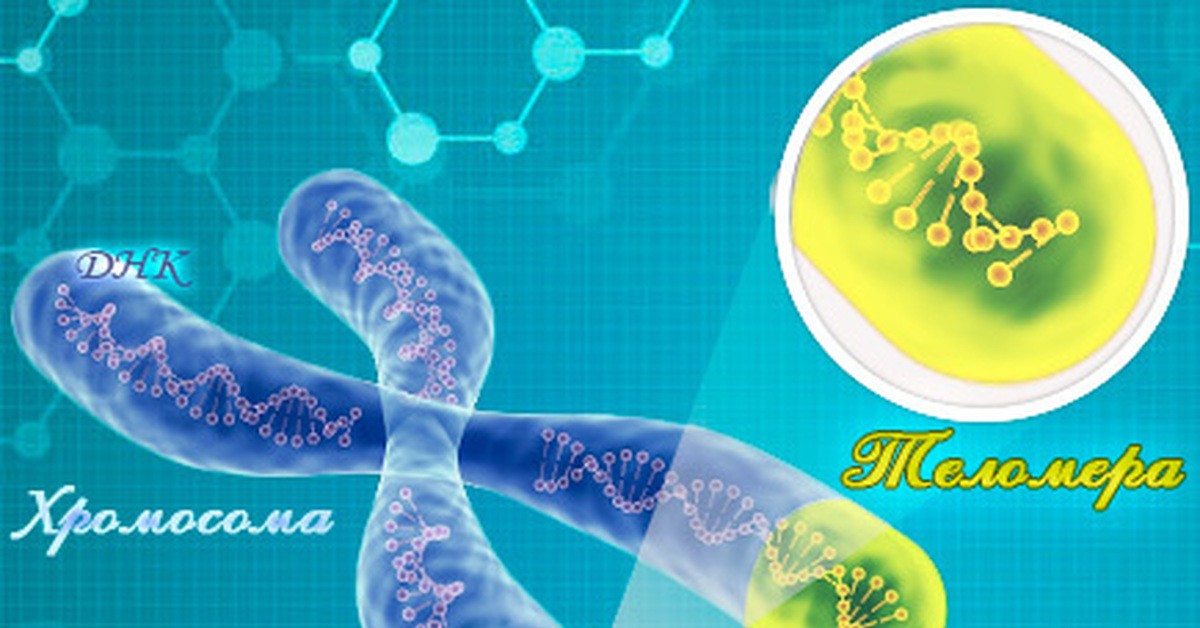 Теломераза – эликсир бессмертия? | Пикабу