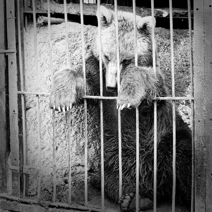 Грустное-зоопарковое