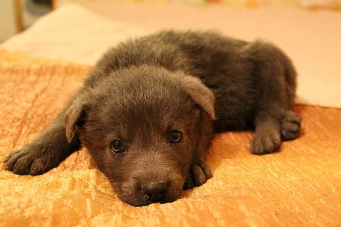 рыба пила мультик голубой щенок. Смотреть фото рыба пила мультик голубой щенок. Смотреть картинку рыба пила мультик голубой щенок. Картинка про рыба пила мультик голубой щенок. Фото рыба пила мультик голубой щенок рыба пила мультик голубой щенок. Смотреть фото рыба пила мультик голубой щенок. Смотреть картинку рыба пила мультик голубой щенок. Картинка про рыба пила мультик голубой щенок. Фото рыба пила мультик голубой щенок