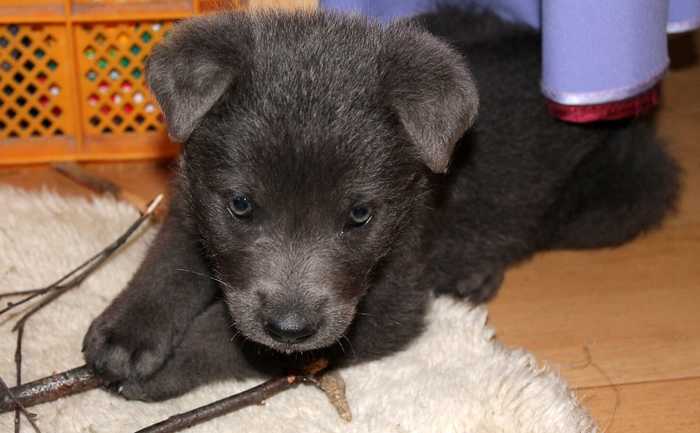 рыба пила мультик голубой щенок. Смотреть фото рыба пила мультик голубой щенок. Смотреть картинку рыба пила мультик голубой щенок. Картинка про рыба пила мультик голубой щенок. Фото рыба пила мультик голубой щенок рыба пила мультик голубой щенок. Смотреть фото рыба пила мультик голубой щенок. Смотреть картинку рыба пила мультик голубой щенок. Картинка про рыба пила мультик голубой щенок. Фото рыба пила мультик голубой щенок