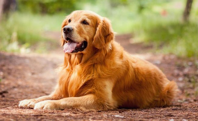 Самые умные породы собак! | Пикабу