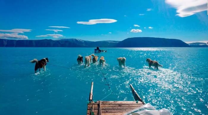 Global warming - Global warming, Ecology, Greenland, Dog, Dog sled