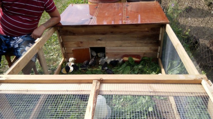 курица и свинья видео. Смотреть фото курица и свинья видео. Смотреть картинку курица и свинья видео. Картинка про курица и свинья видео. Фото курица и свинья видео курица и свинья видео. Смотреть фото курица и свинья видео. Смотреть картинку курица и свинья видео. Картинка про курица и свинья видео. Фото курица и свинья видео